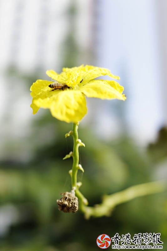 蜂迷丝瓜花22..jpg