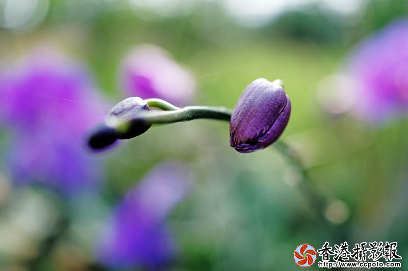 闻香4..jpg