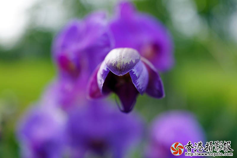 闻香3..jpg
