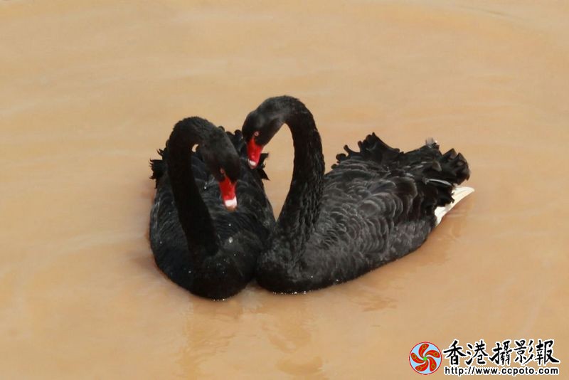 黑天鹅的爱情