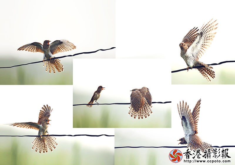美丽杜鹃鸟.jpg