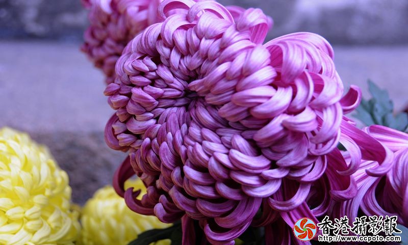秋韵菊花