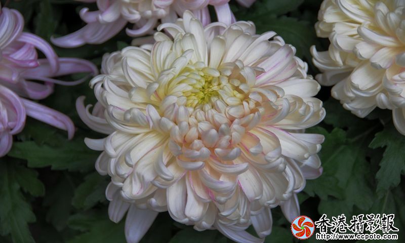 秋韵菊花