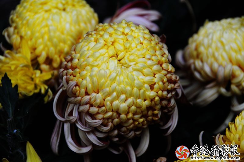 秋韵菊花
