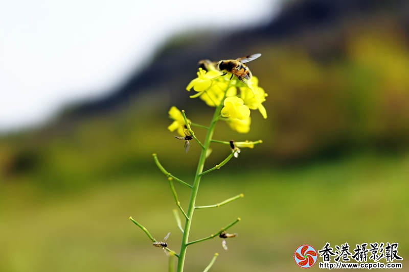 秋未的油菜花2..jpg
