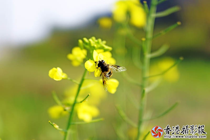 秋未的油菜花3..jpg