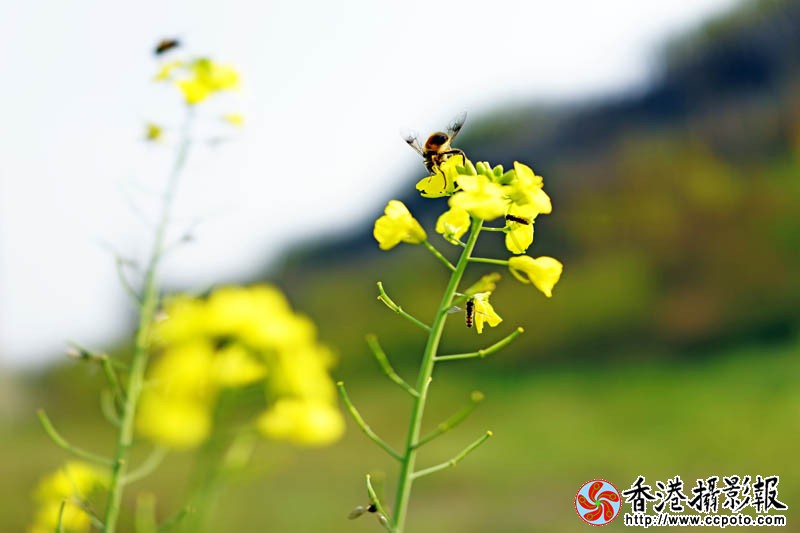 秋未的油菜花4..jpg