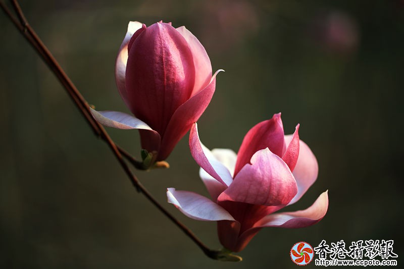 H46R9961_副本.jpg