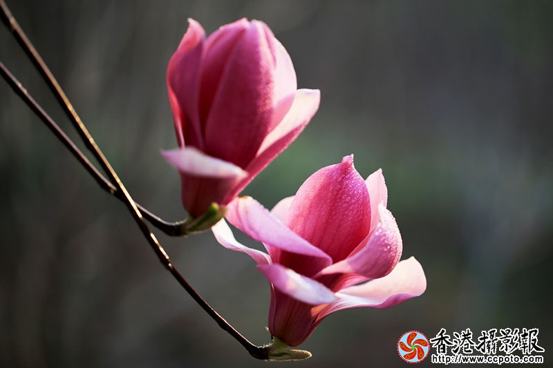 H46R9983_副本.jpg