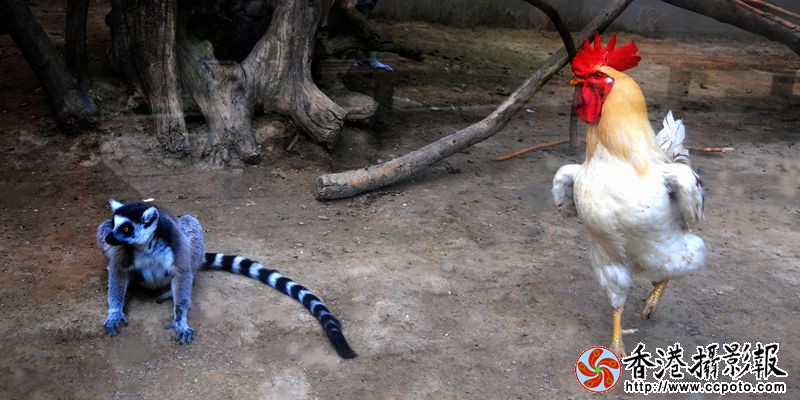 环尾猴与白公鸡