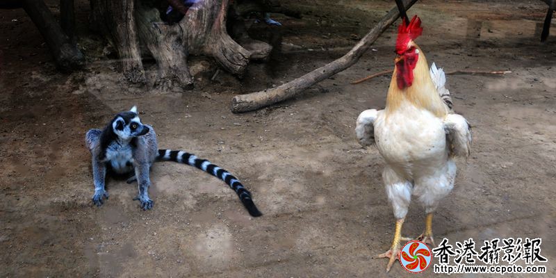 环尾猴与白公鸡