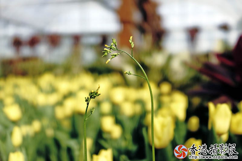 临沂国际花木城采风40..jpg