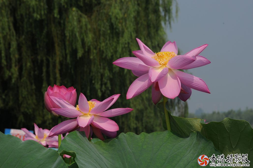 DSC_9134_副本.jpg