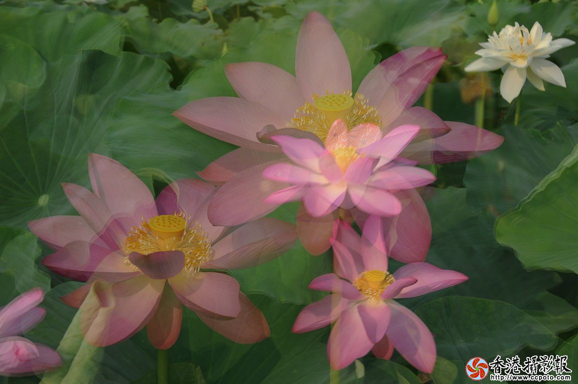 DSC_9448_副本.jpg