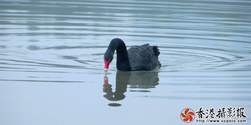 波影黑天鹅