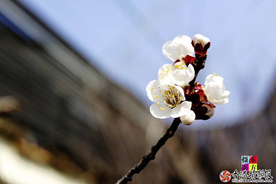 三月梅花一段雪1..jpg