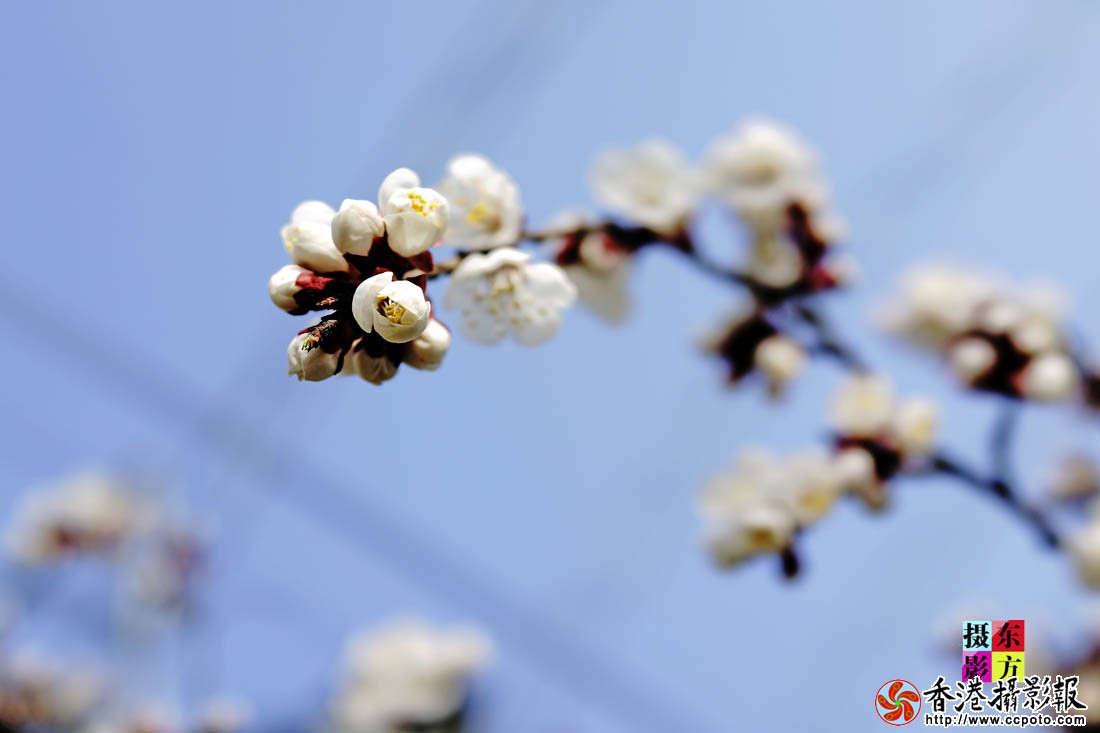 三月梅花一段雪2..jpg