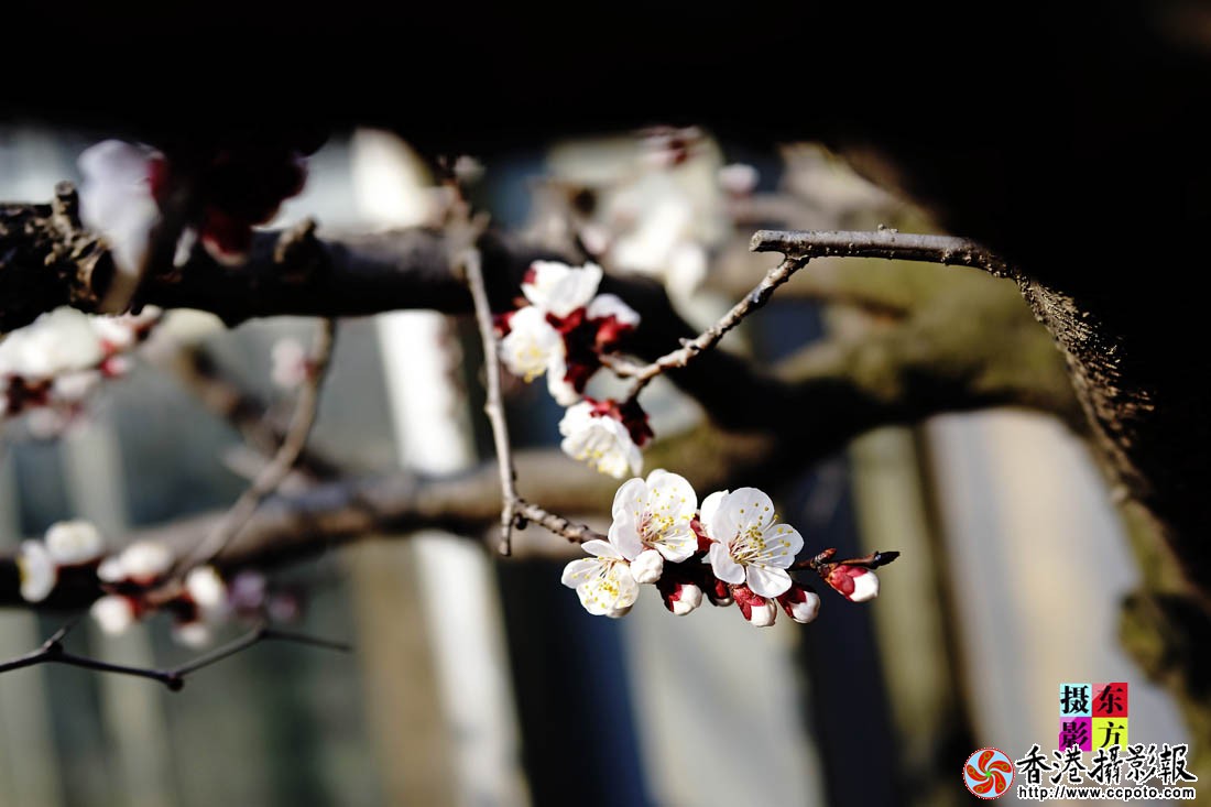 三月梅花一段雪4..jpg