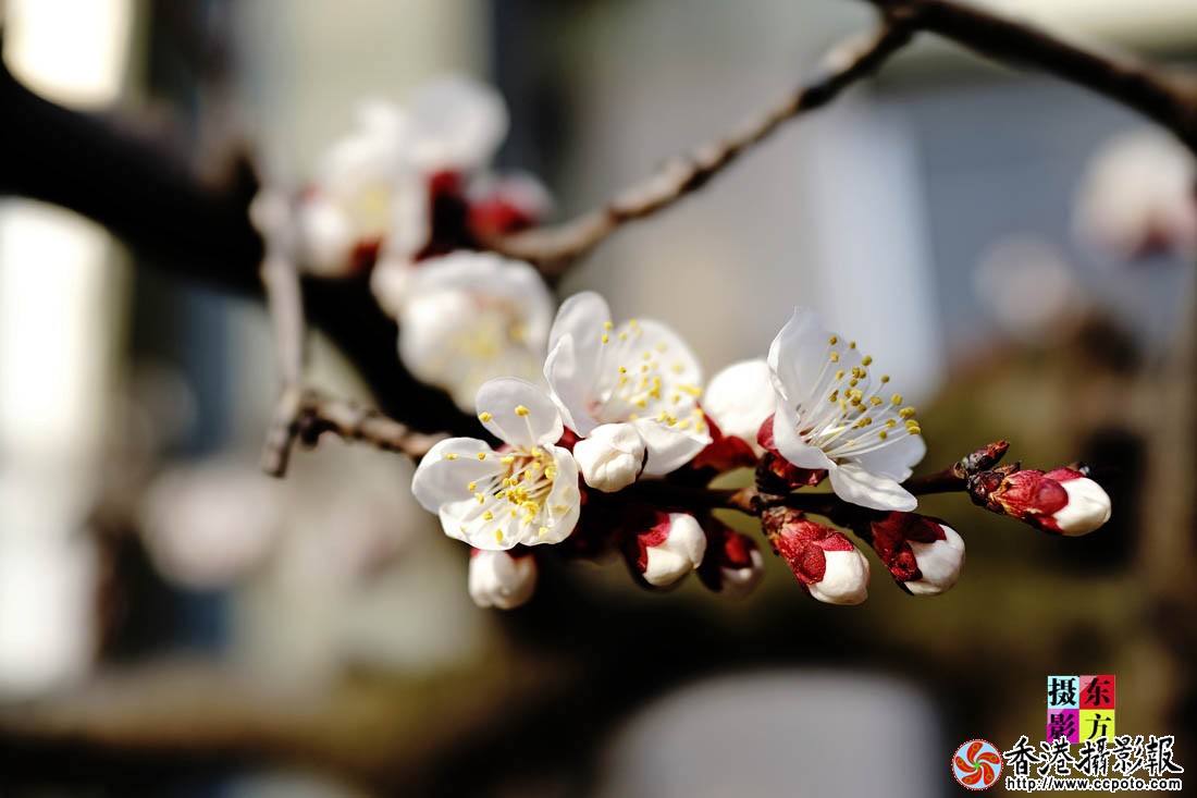 三月梅花一段雪3..jpg