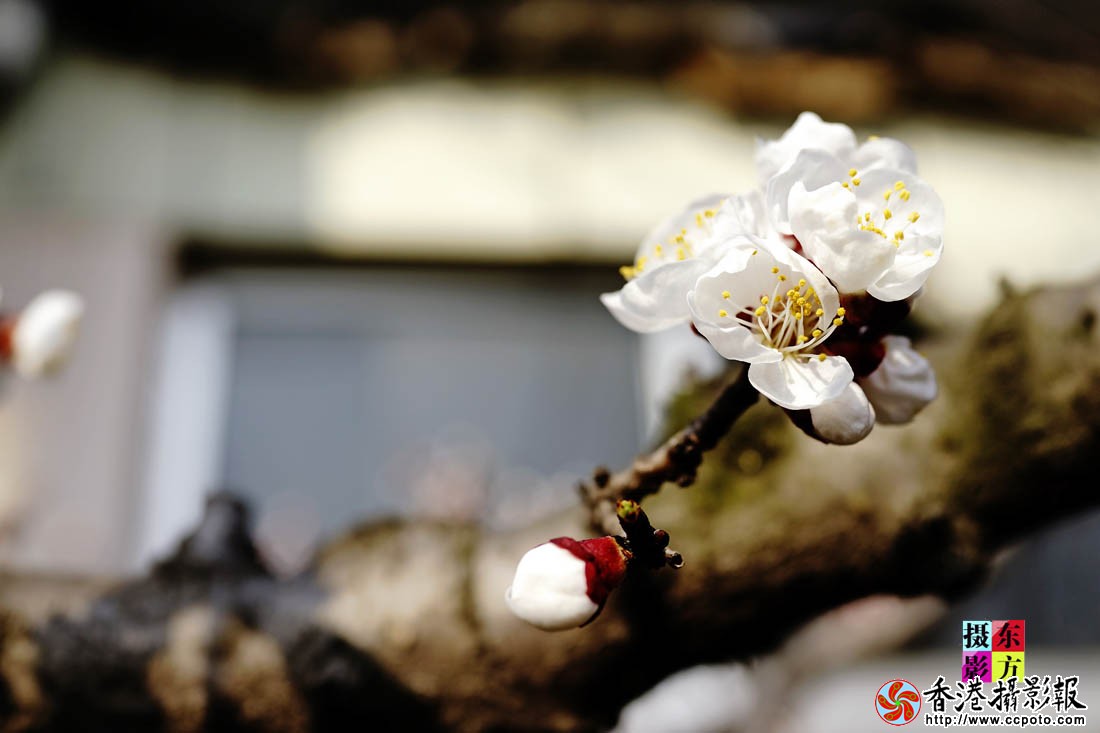 三月梅花一段雪6..jpg