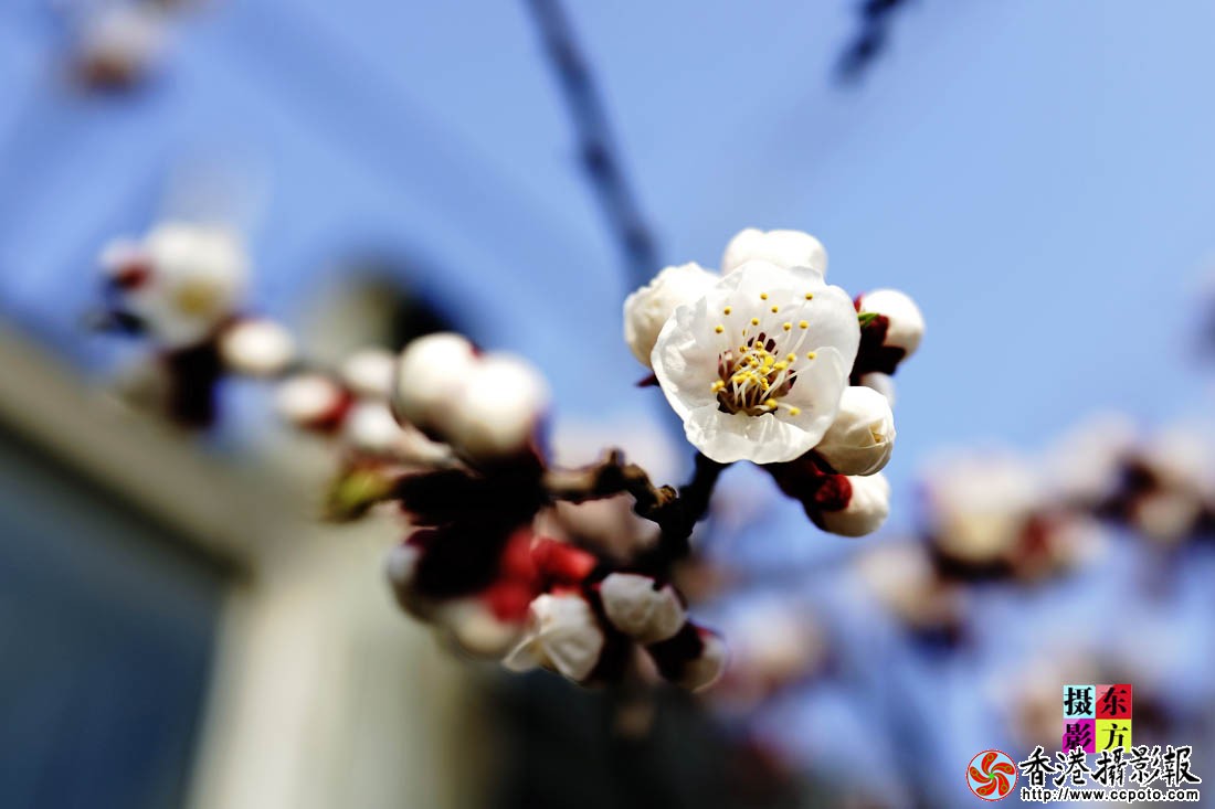 三月梅花一段雪10..jpg