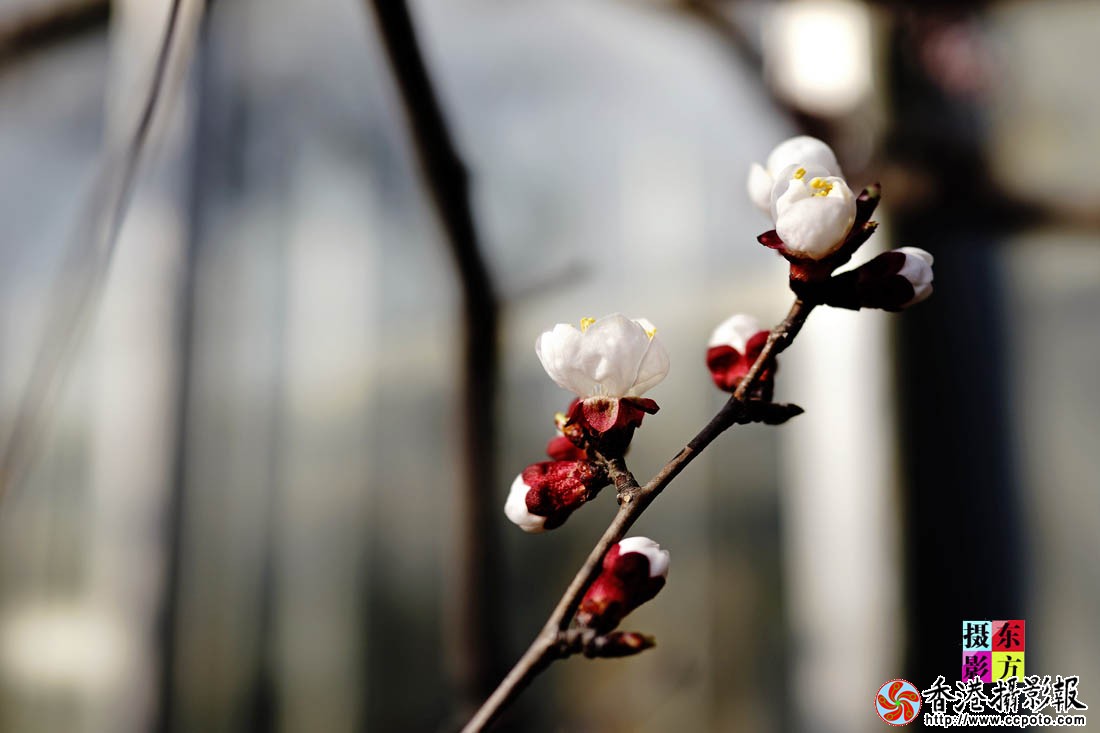 三月梅花一段雪9..jpg