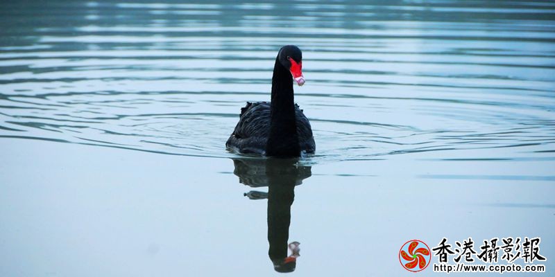 波影黑天鹅