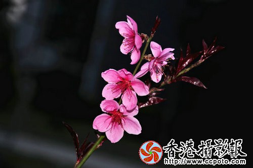 DSC_0380_副本.jpg