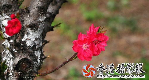 DSC_0123_副本.jpg