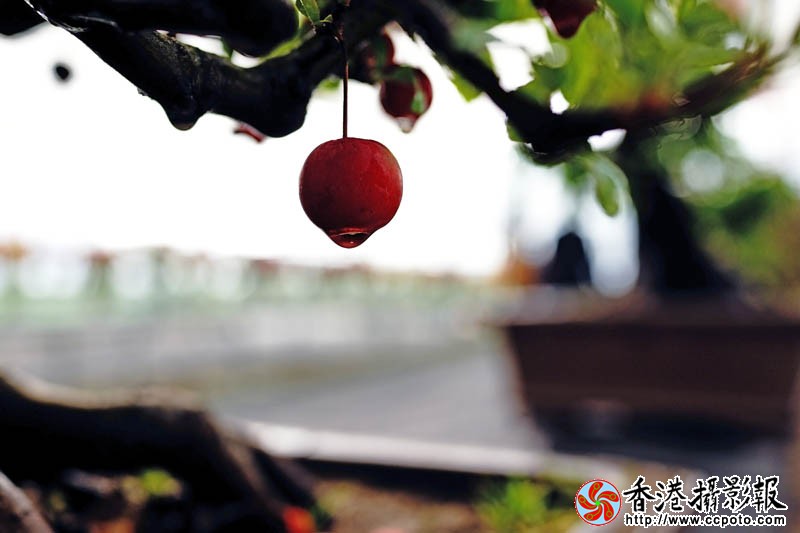 长寿果3..jpg