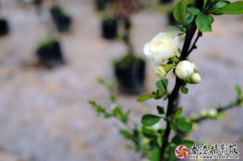 花木城随拍4..jpg