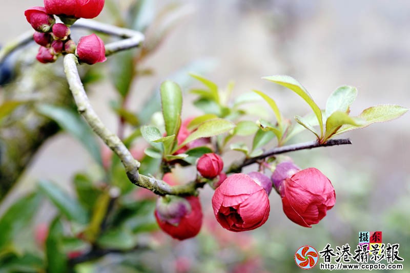 市花海棠2..jpg