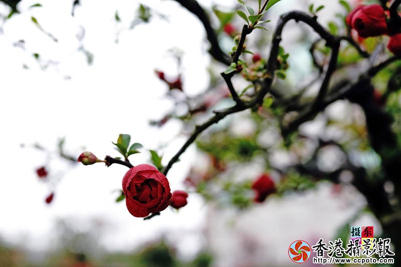 市花海棠1..jpg
