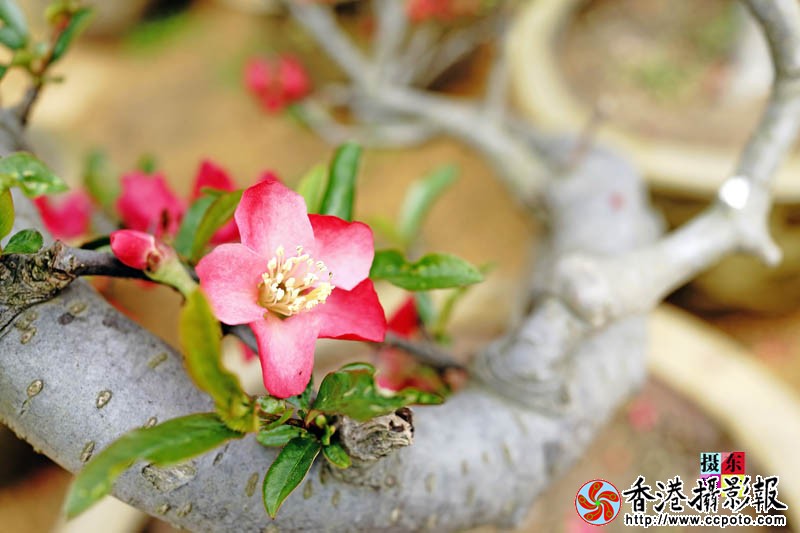 市花海棠3..jpg