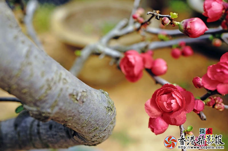 市花海棠4..jpg