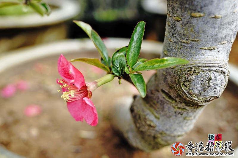 市花海棠5..jpg