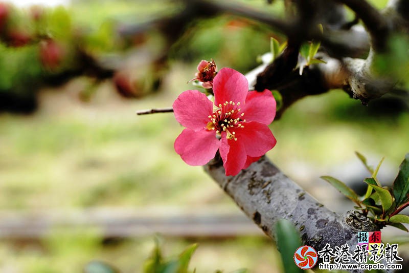 市花海棠6..jpg