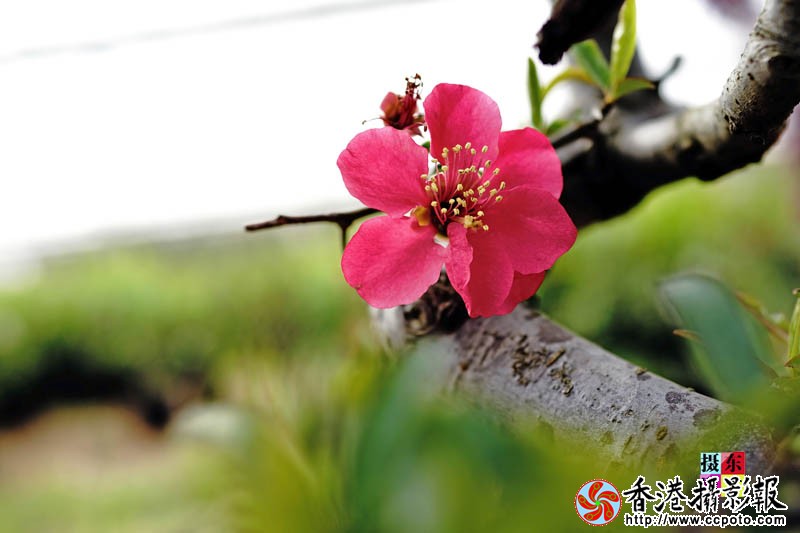 市花海棠7..jpg