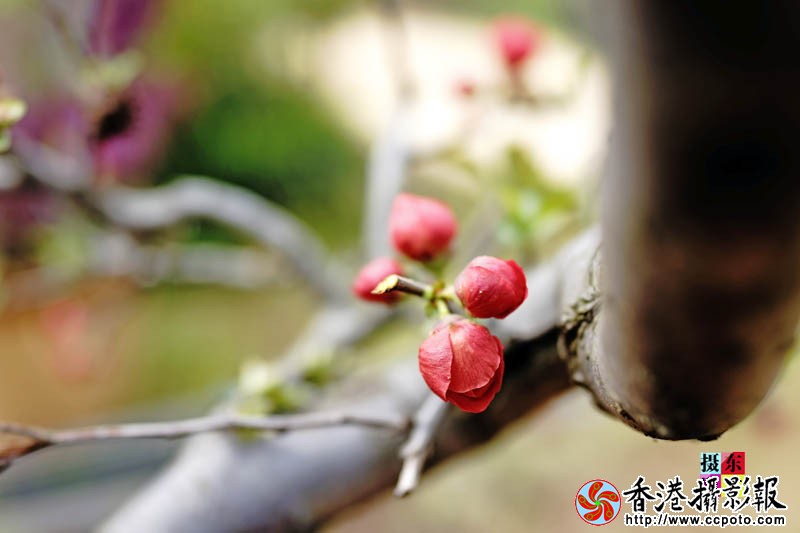 市花海棠8..jpg