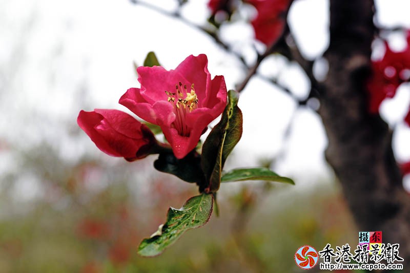 市花海棠9..jpg