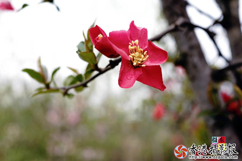 市花海棠10..jpg