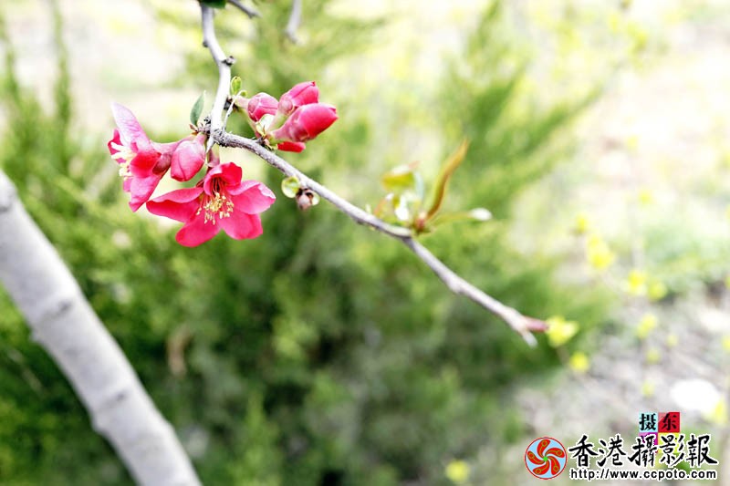 市花海棠11..jpg