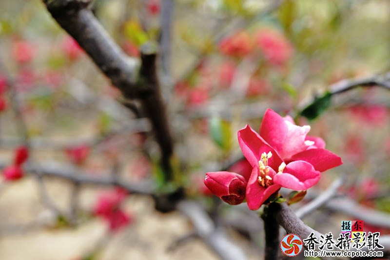 市花海棠13..jpg