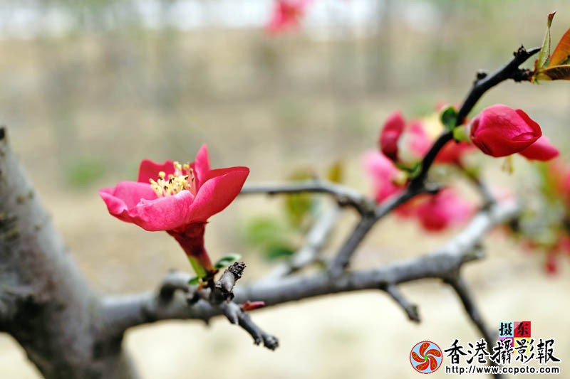 市花海棠12..jpg