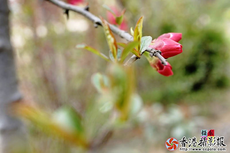 市花海棠15..jpg