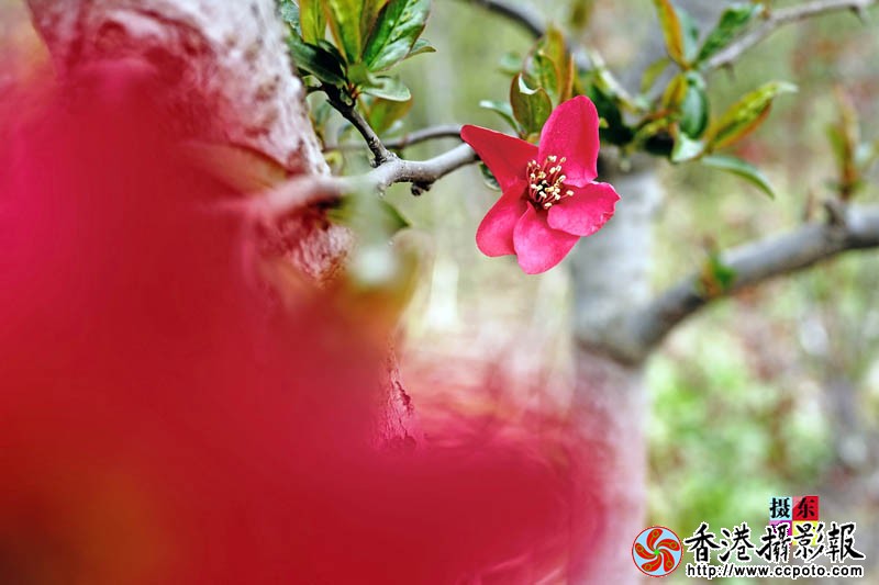 市花海棠19..jpg