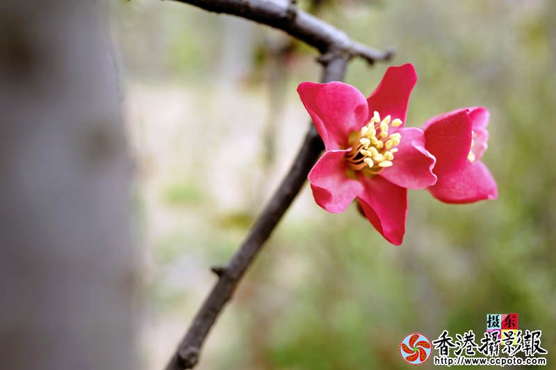 市花海棠17..jpg