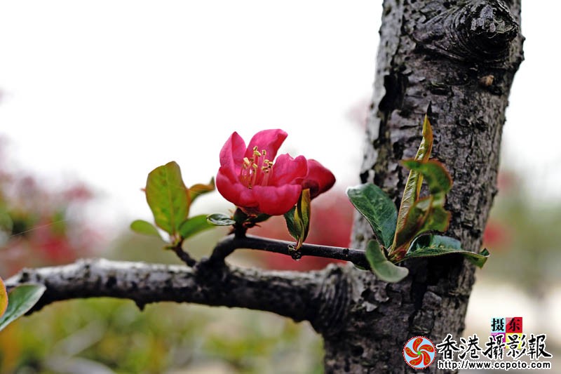 市花海棠18..jpg