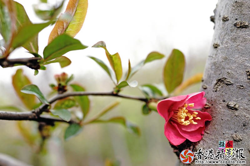 市花海棠20..jpg
