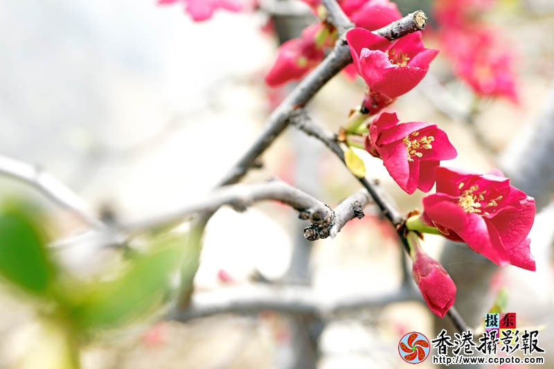 市花海棠23..jpg